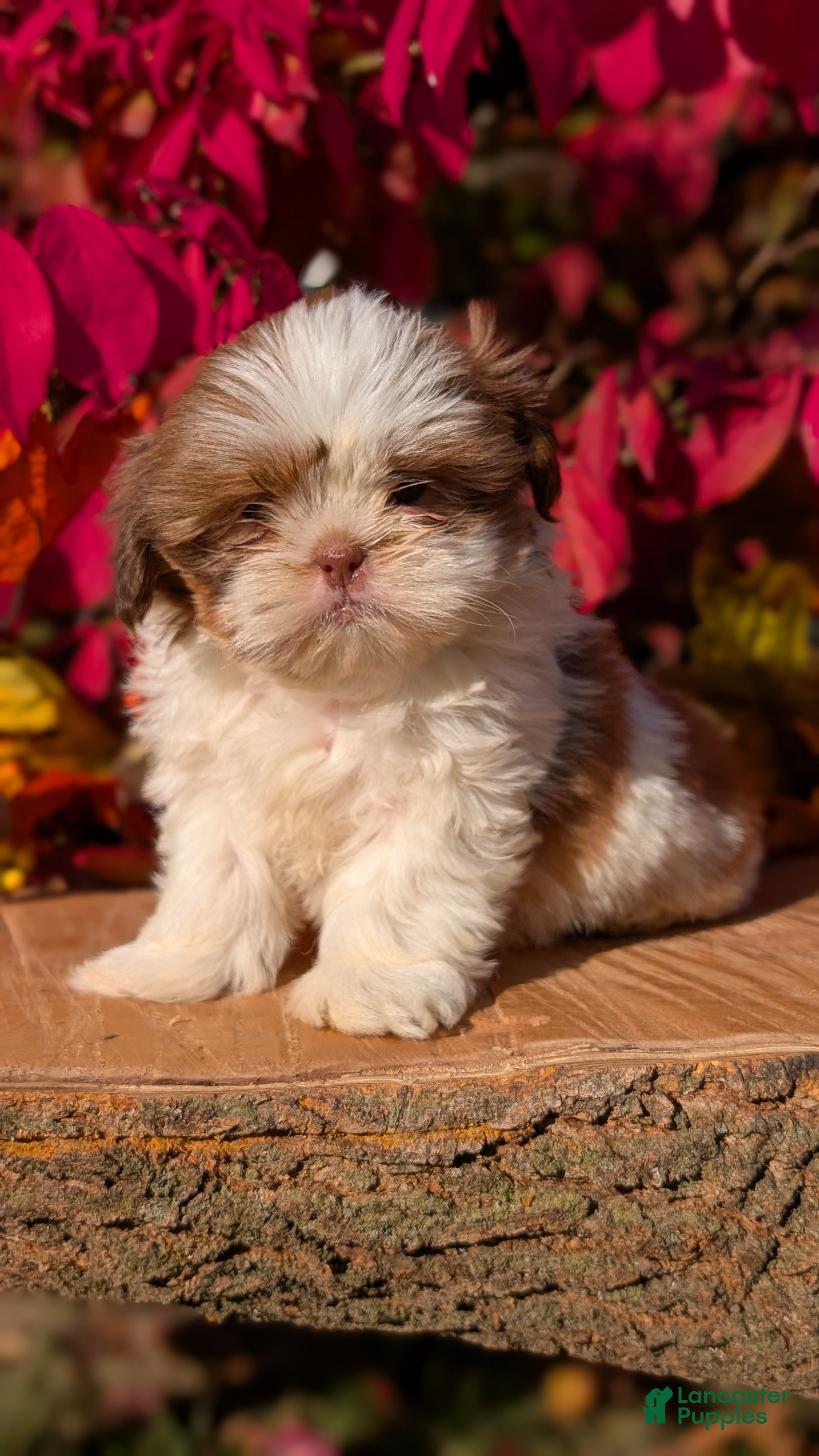 Shih Tzu Puppies for sale Lancaster Puppies