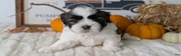 Shih Tzu dogs for sale: Kylo - Ad 4