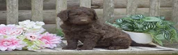 Portuguese Water Dog dogs for sale: Magnolia - Ad 3