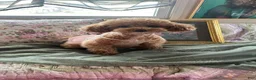 Pomapoo dogs for sale: Kogu - Ad 8