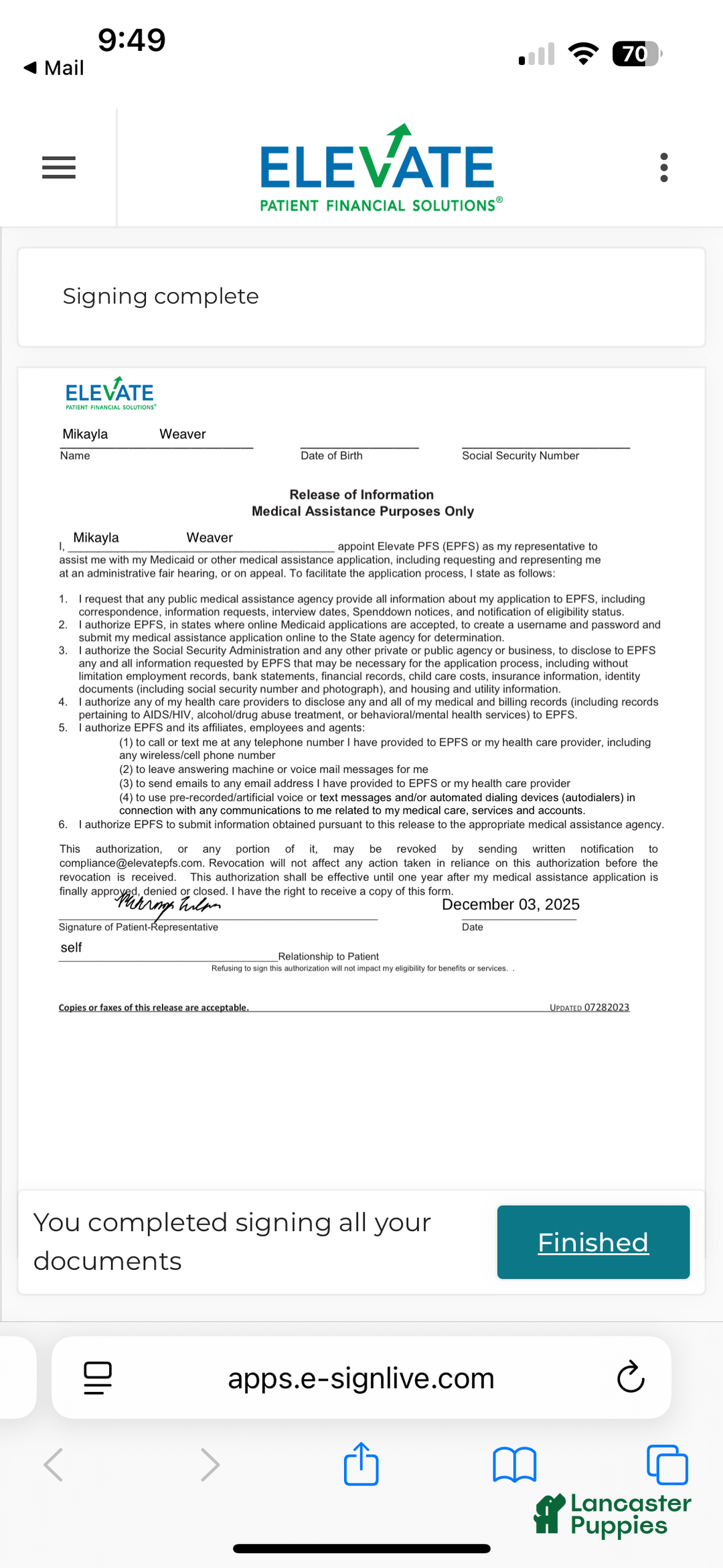 Boxer dogs for sale: Ginger - Ad 9