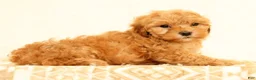 Mini Goldendoodle dogs for sale: Lilly - Ad 6