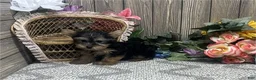 Yorkshire Terrier dogs for sale: Yorkshire Terrier 1 - Ad 2
