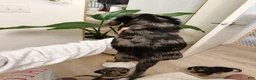 Miniature Dachshund dogs for sale: Nova - Ad 4