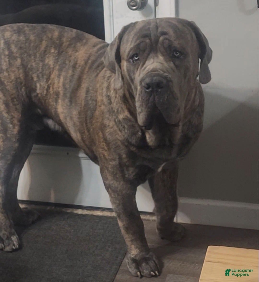 South African Boerboels dogs for sale: Charles - Ad 3