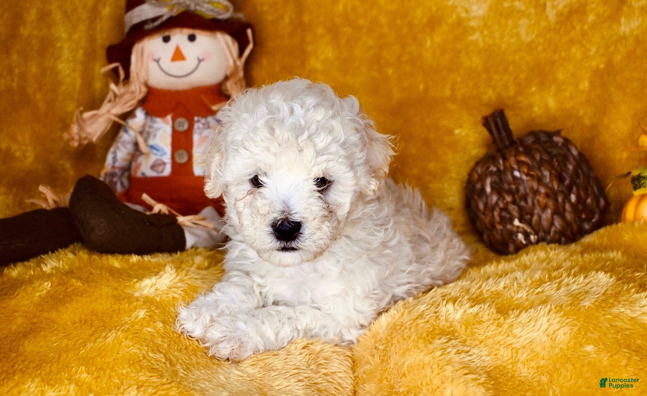 Mixed Breed dogs Big Boy - Ad 2