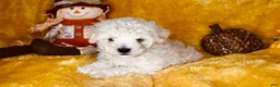 Mixed Breed dogs for sale: Big Boy - Ad 2