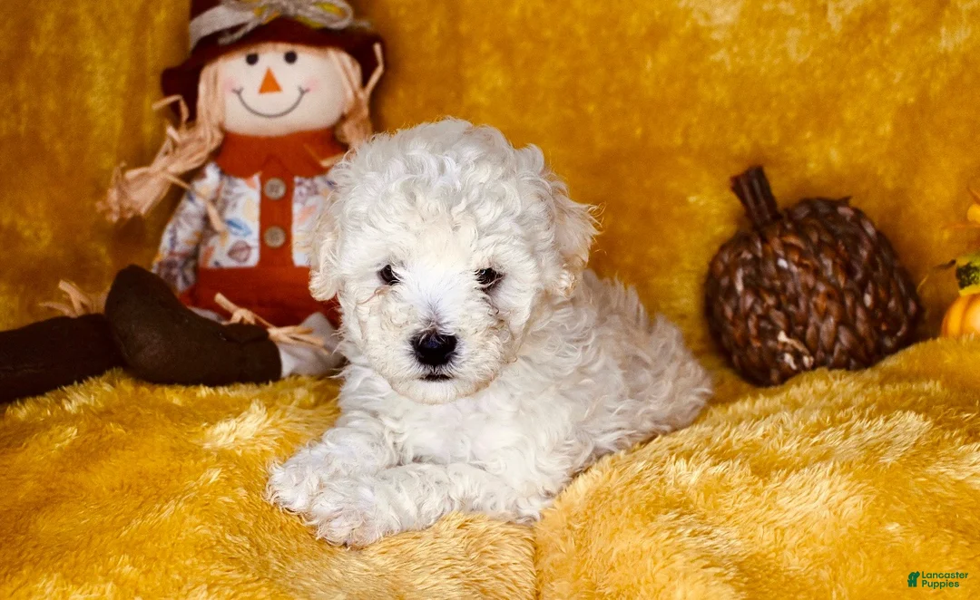 Mixed Breed dogs for sale: Big Boy - Ad 2