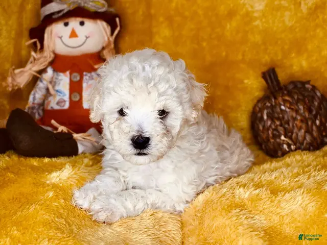 Mixed Breed dogs for sale: Big Boy - Ad 2