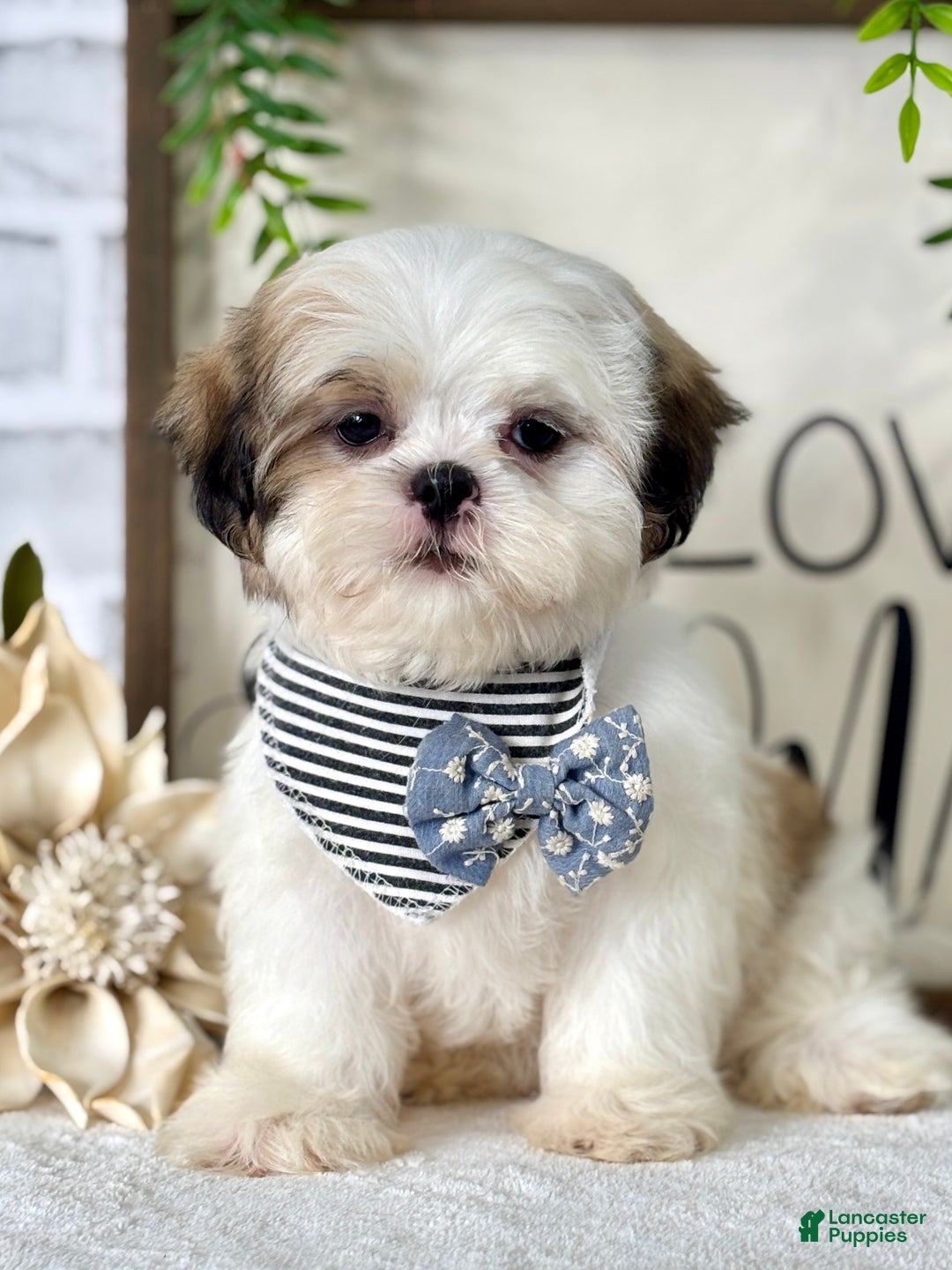 Shih Tzu dogs for sale: Bonita - Ad 6
