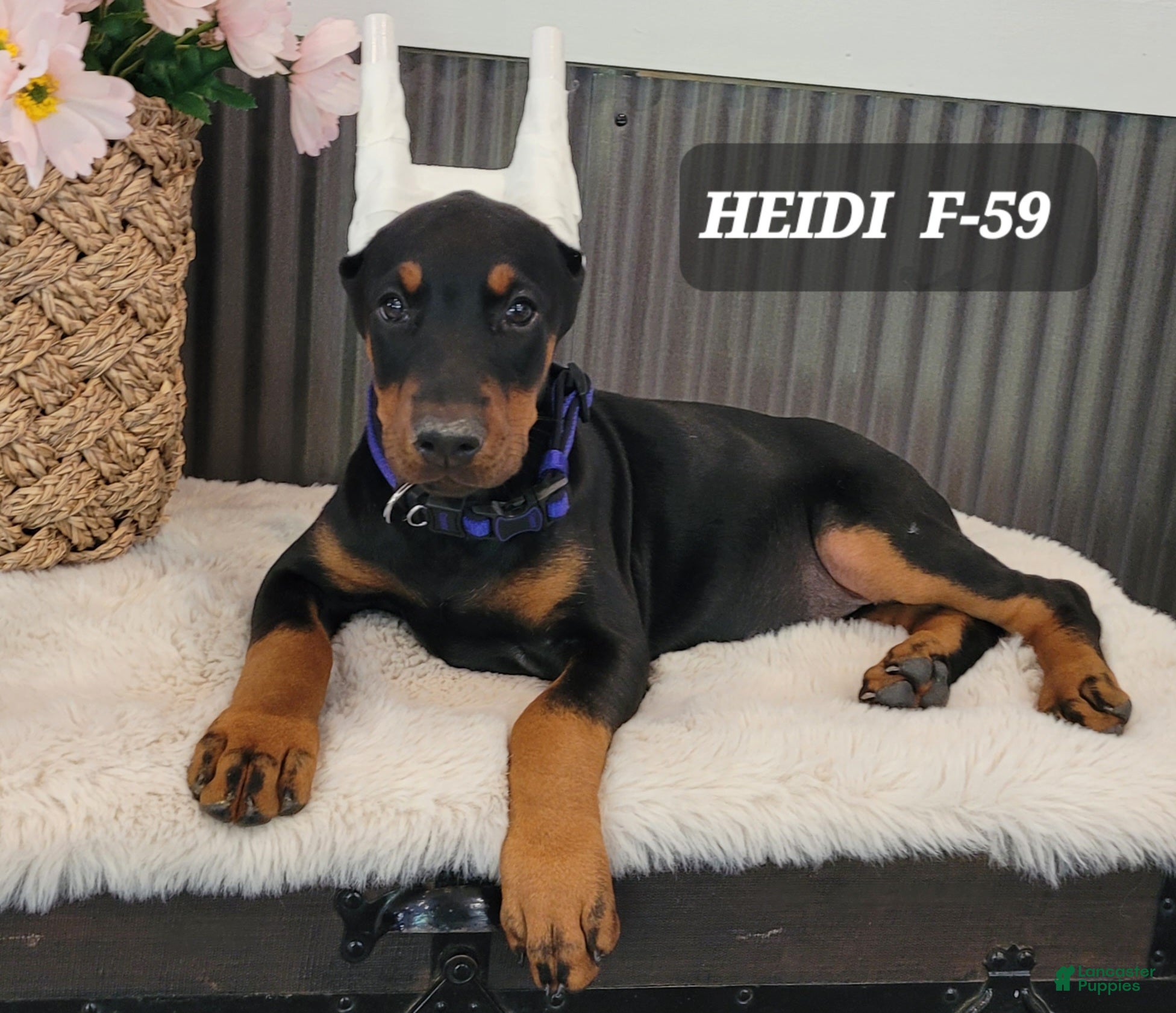 Doberman Pinscher dogs HEIDI - Ad 27