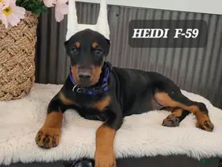 Doberman Pinscher dogs HEIDI - Ad 27