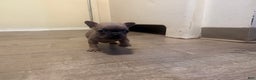 French Bulldog dogs for sale: French Bulldog Puppy 9 - Ad 1