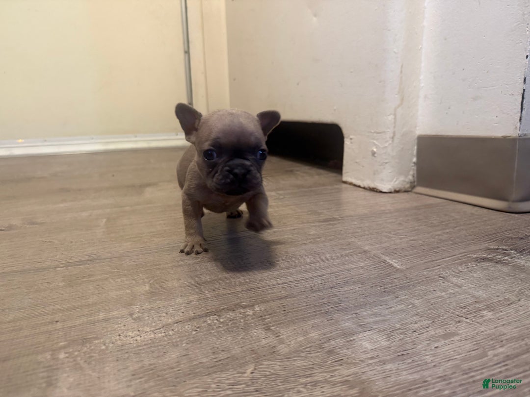 French Bulldog dogs for sale: French Bulldog Puppy 9 - Ad 1