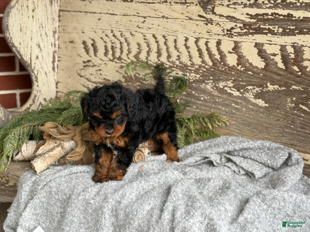 Mixed Breed dogs for sale: Barkley - Ad 8