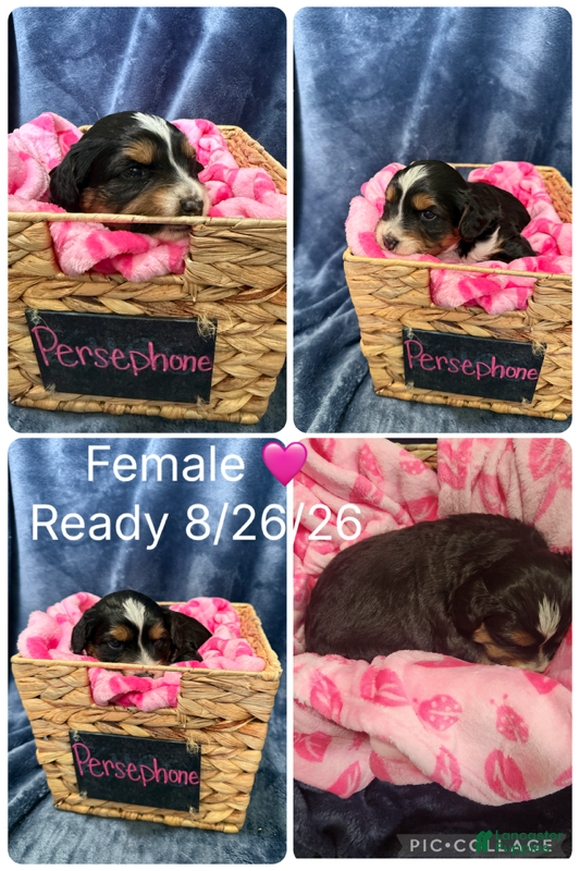 Mixed Breed dogs Persephone  - Ad 7