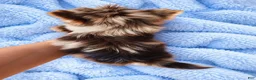 Yorkshire Terrier dogs for sale: Prince Zevs of Biewerlux  - Ad 3