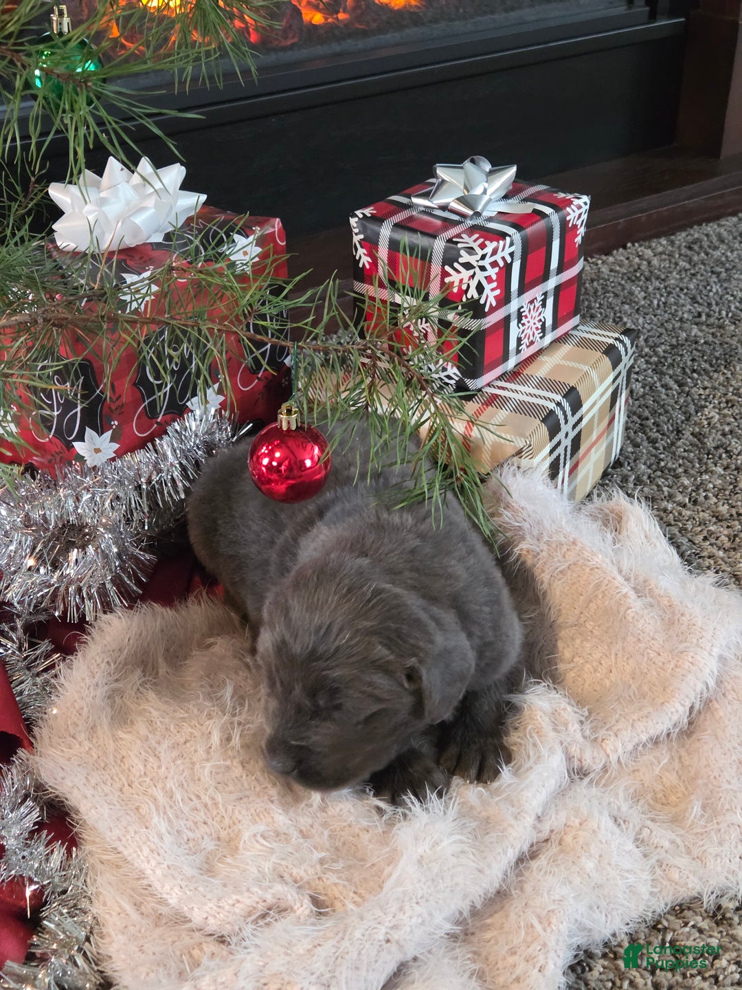 Newfoundland dogs for sale: Spruce  - Ad 2