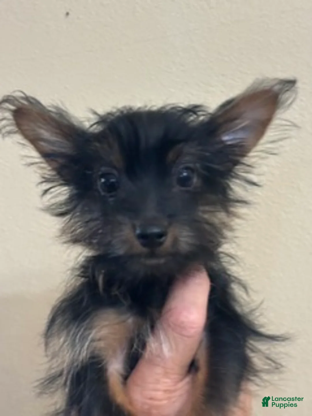 Yorkshire Terrier dogs for sale: Gables "Rhett Butler" - Ad 1