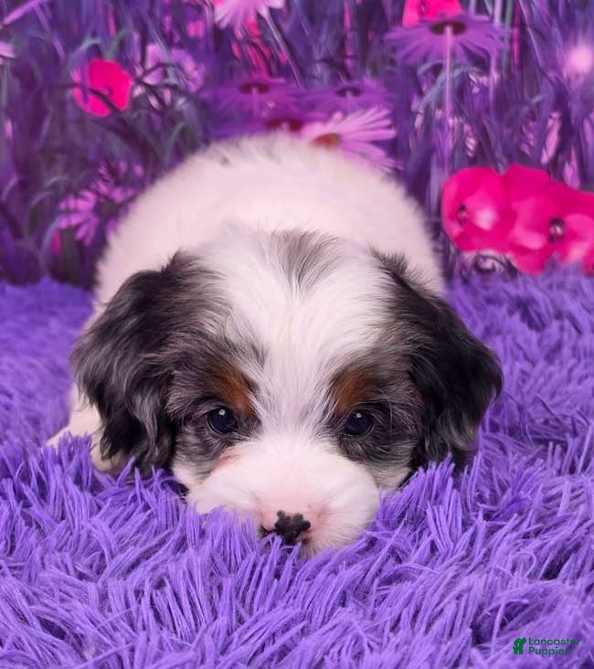 Mini Bernedoodle dogs Poppy - Ad 2