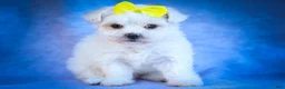 Maltese dogs for sale: Miley💜 - Ad 15