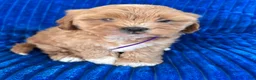 Shihpoo dogs for sale: POLLY - Ad 4