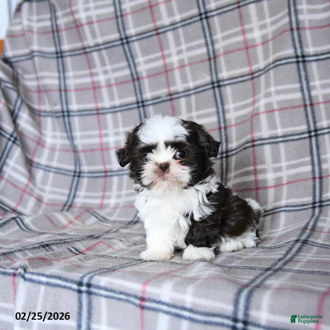 Shih Tzu dogs for sale: Kibble  - Ad 4