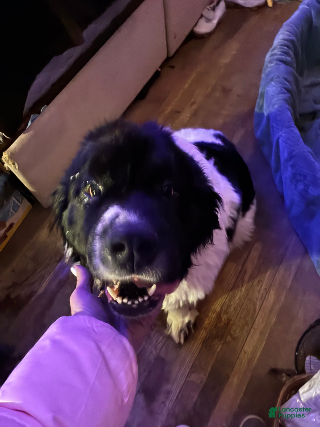 Newfoundland dogs for sale: Newfoundland Puppy 3 - Ad 7