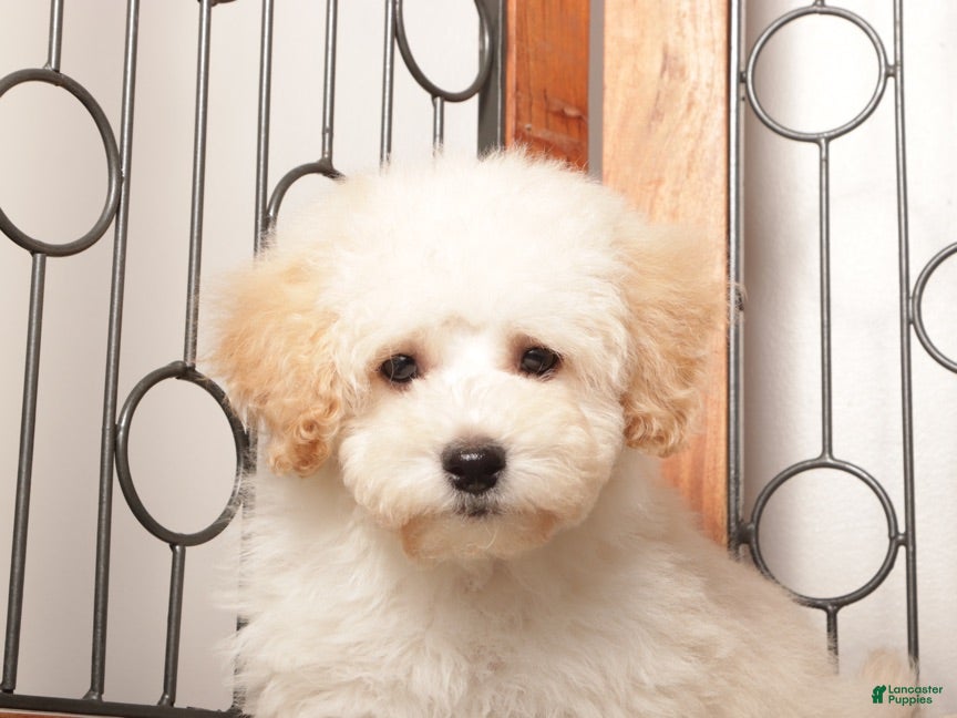 Maltipoo dogs Rusty Affectionate Maltipoo - Ad 2