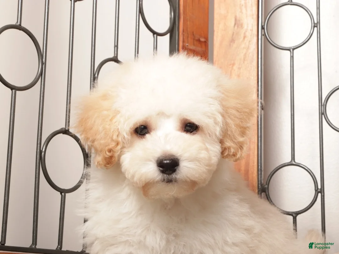 Maltipoo dogs for sale: Rusty Affectionate Maltipoo - Ad 2