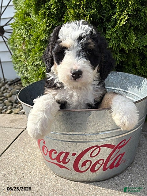 Bernedoodle dogs Alexander - Ad 1