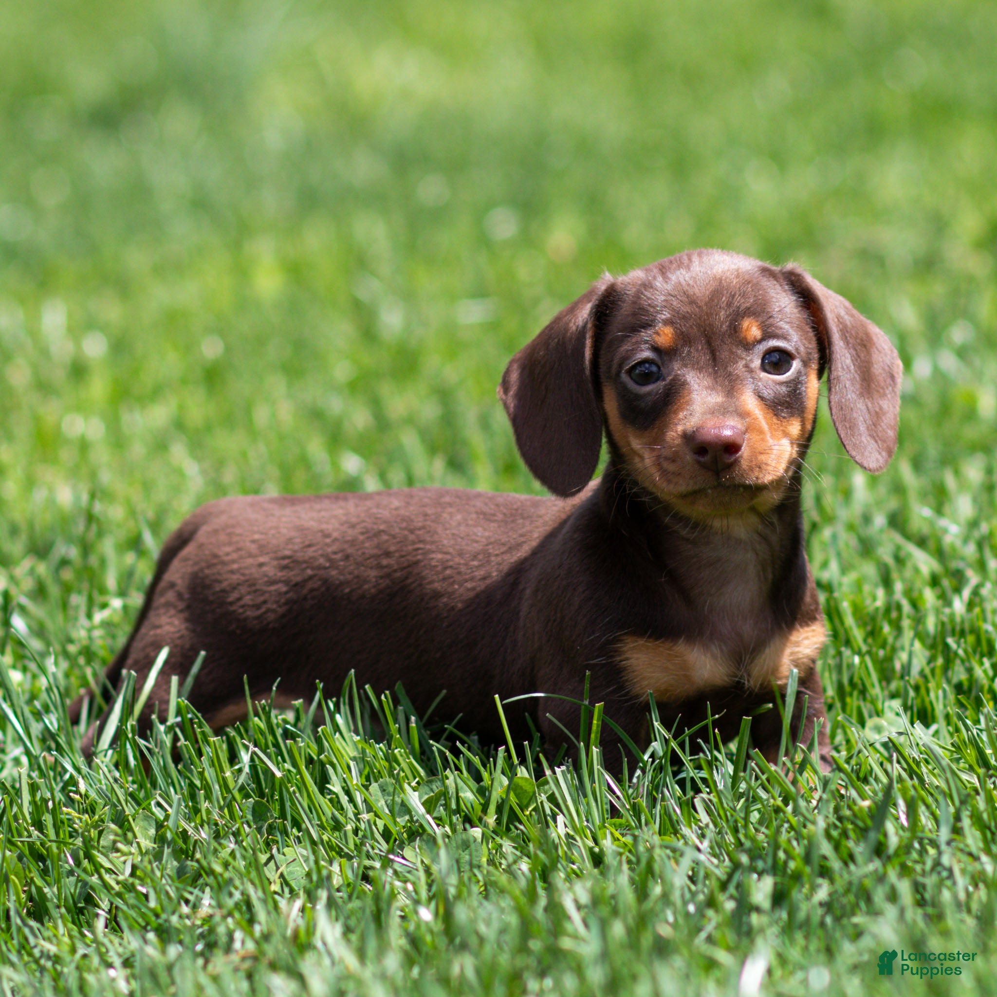 Miniature Dachshund dogs Mabel Miniature Dachshund Puppy  - Ad 2