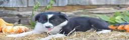 Border Collie dogs for sale: Teri - Ad 5