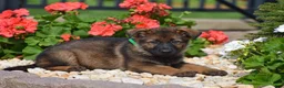 German Shepherd dogs for sale: Emma - Ad 3