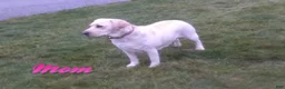 Labrador Retriever dogs for sale: Dexter - Ad 6