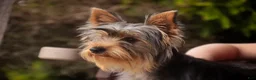 Yorkshire Terrier dogs for sale: Junior - Ad 3