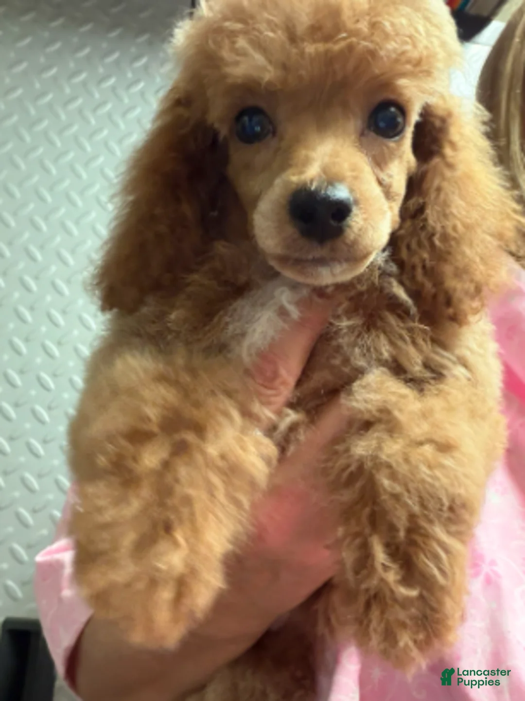 Miniature Poodle dogs for sale: Aurora girl - Ad 2