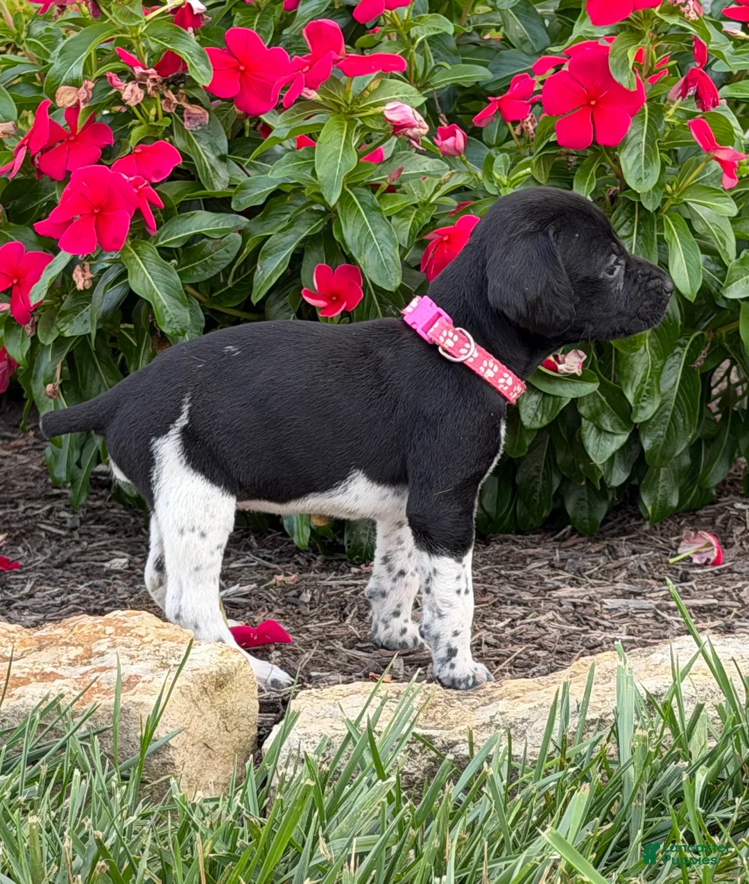 German Shorthaired Pointer dogs for sale: German Shorthaired Pointer 9 - Ad 2