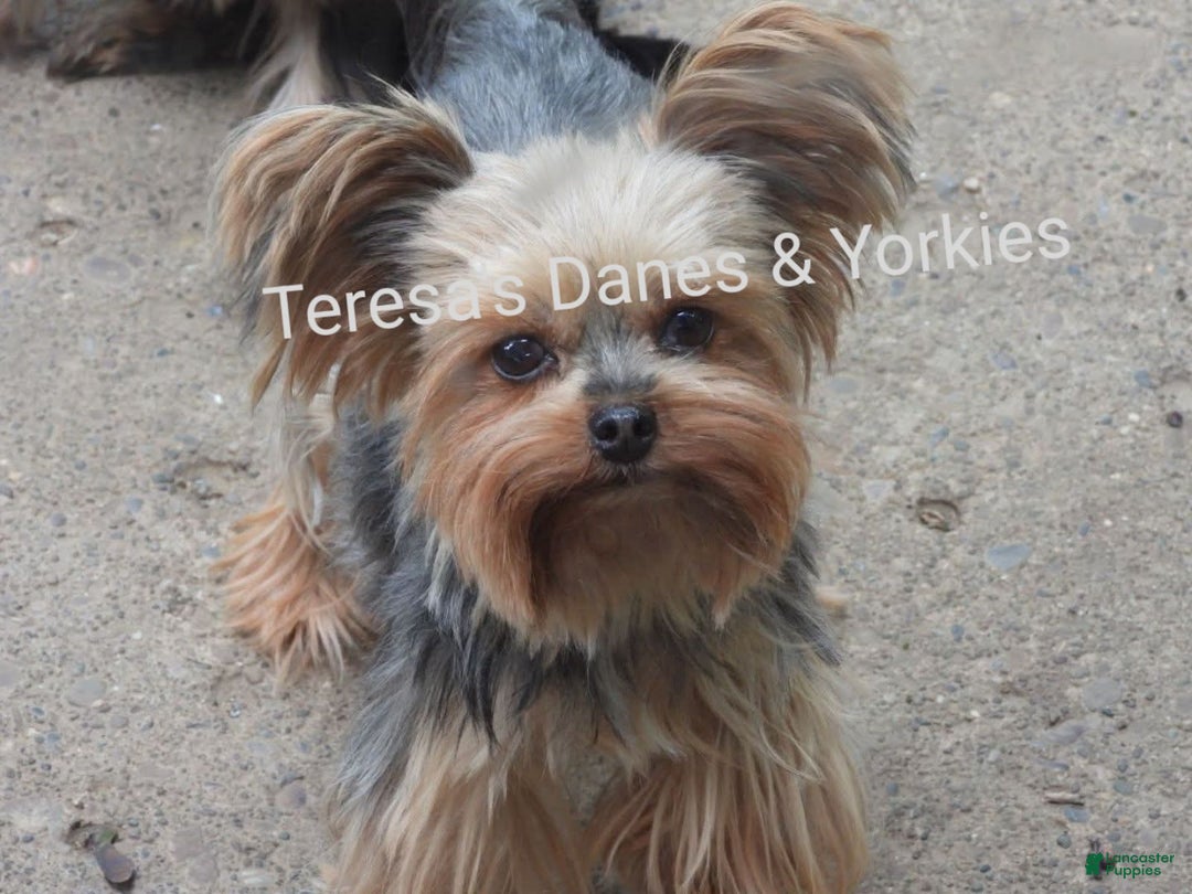 Micro mini girl for sale in Wooster Lancaster Puppies