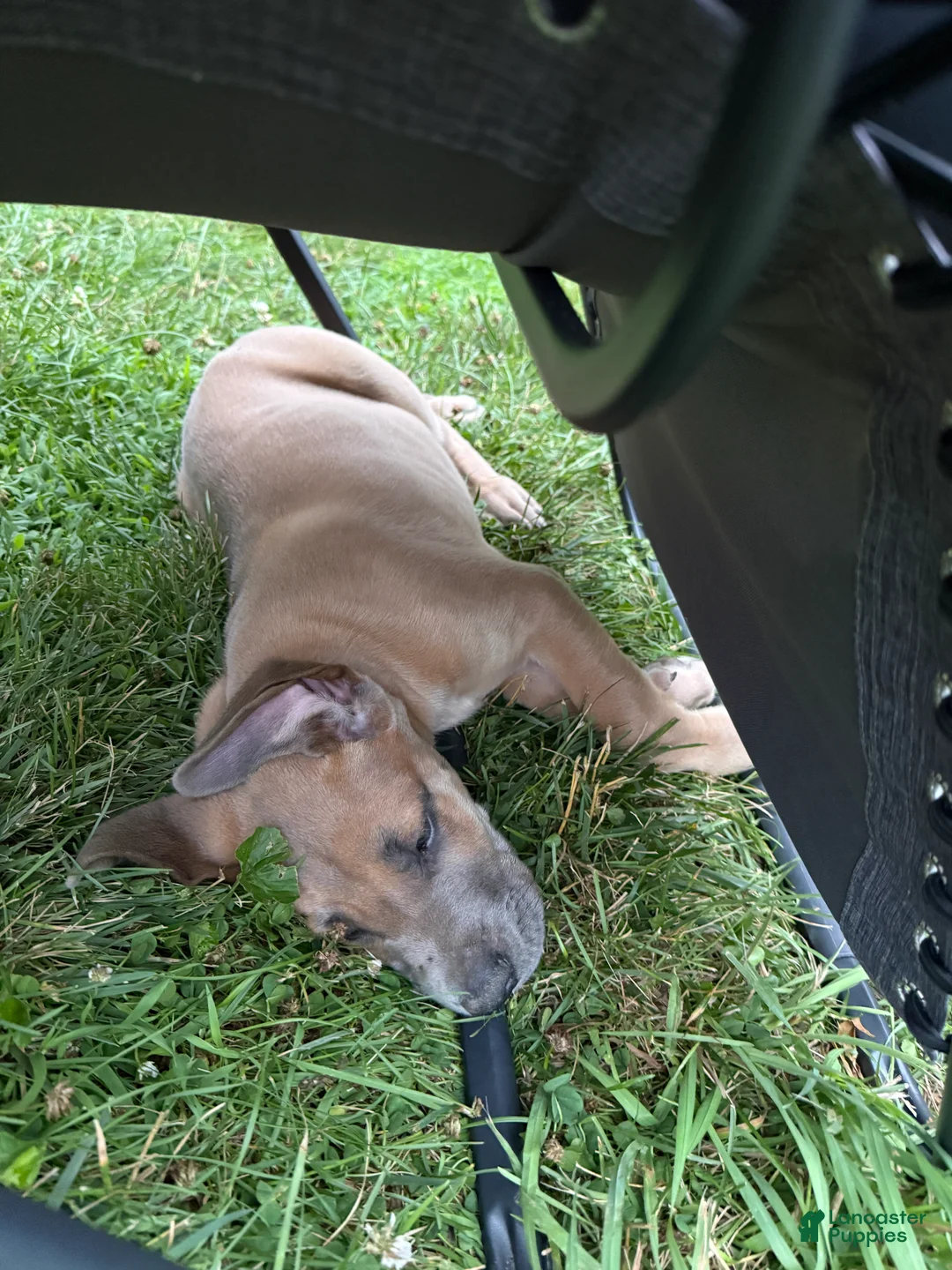 Great Dane dogs for sale: Great Dane 3 - Ad 1