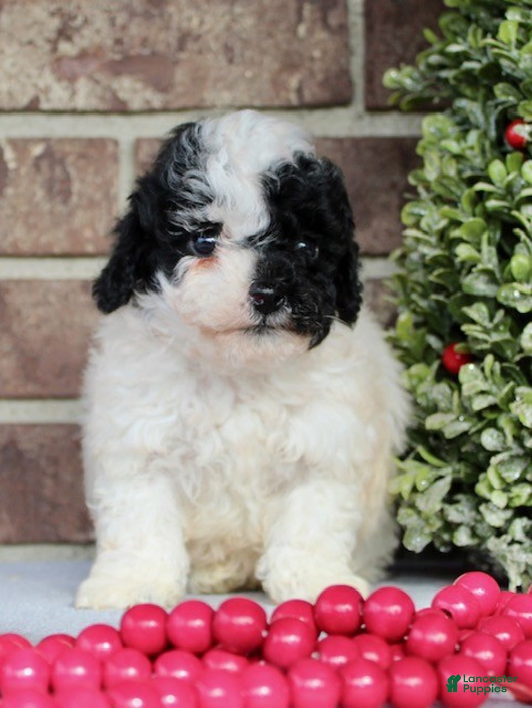 Miniature Poodle dogs for sale: Buddy - Ad 2