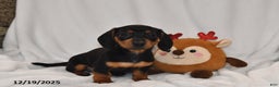 Miniature Dachshund dogs for sale: Bella   - Ad 2