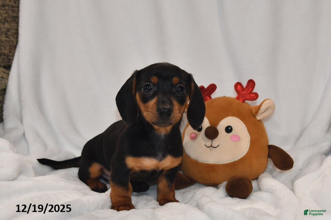 Miniature Dachshund dogs for sale: Bella   - Ad 2