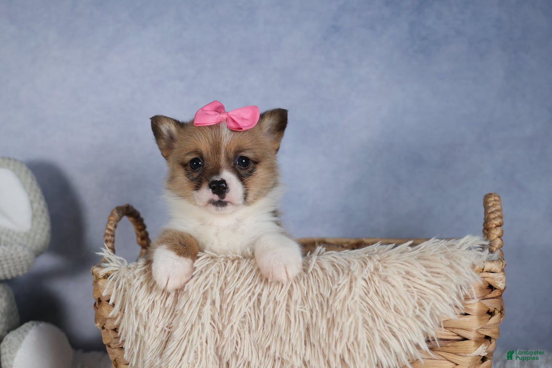 Welsh Corgi Pembroke dogs for sale: TWILIGHT - Ad 18