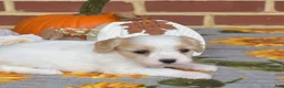 Cavachon dogs for sale: London - Ad 6