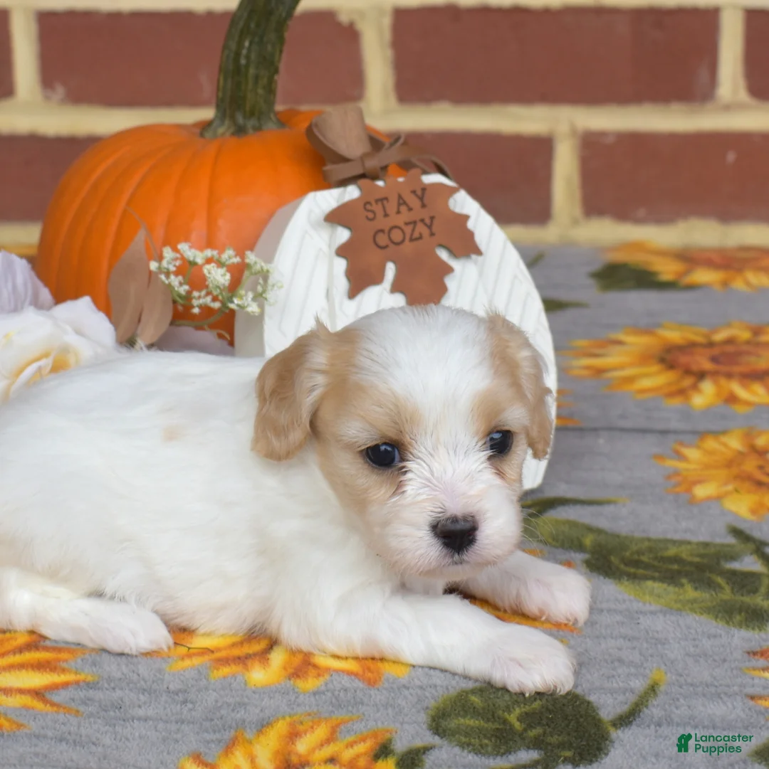 Cavachon dogs for sale: London - Ad 6