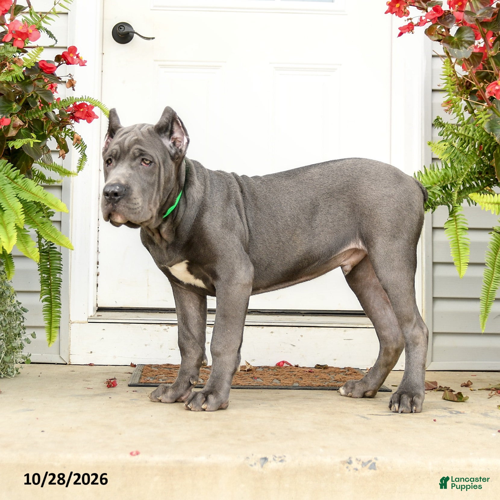 Cane Corso dogs for sale: Lenny  - Ad 2