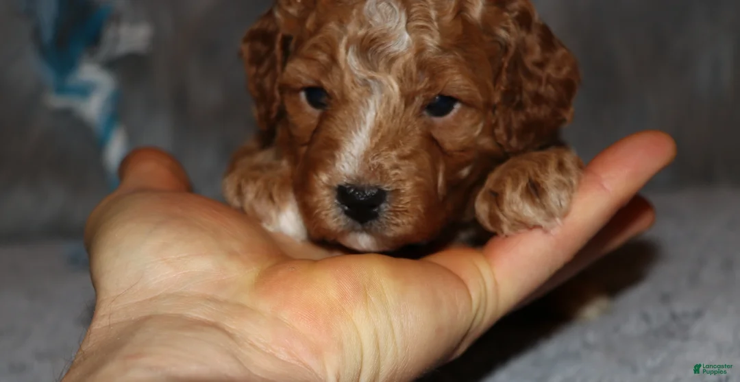Mini Goldendoodle dogs for sale: Thomas 💙 Micro Miniature - Ad 18