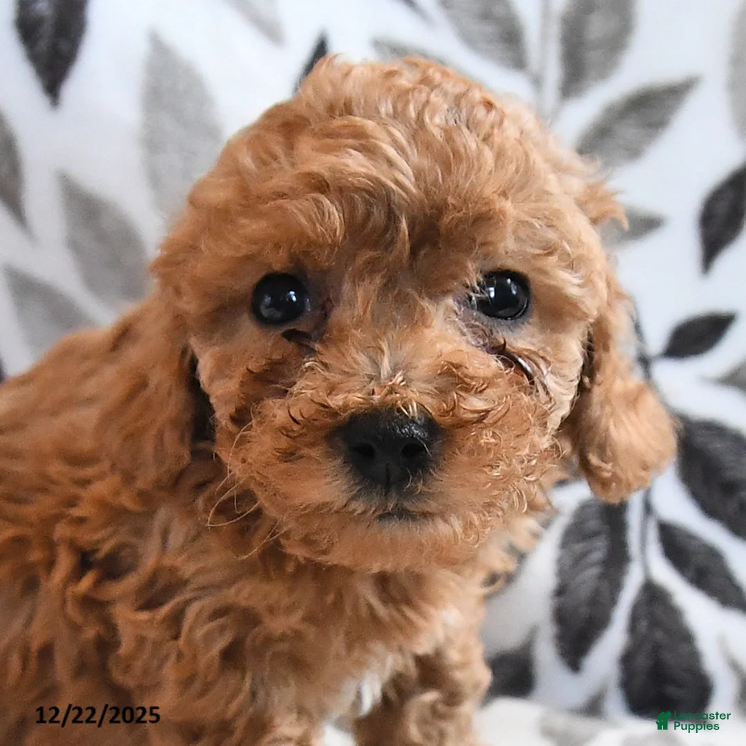 Havapoo dogs for sale: Darcy - Ad 7