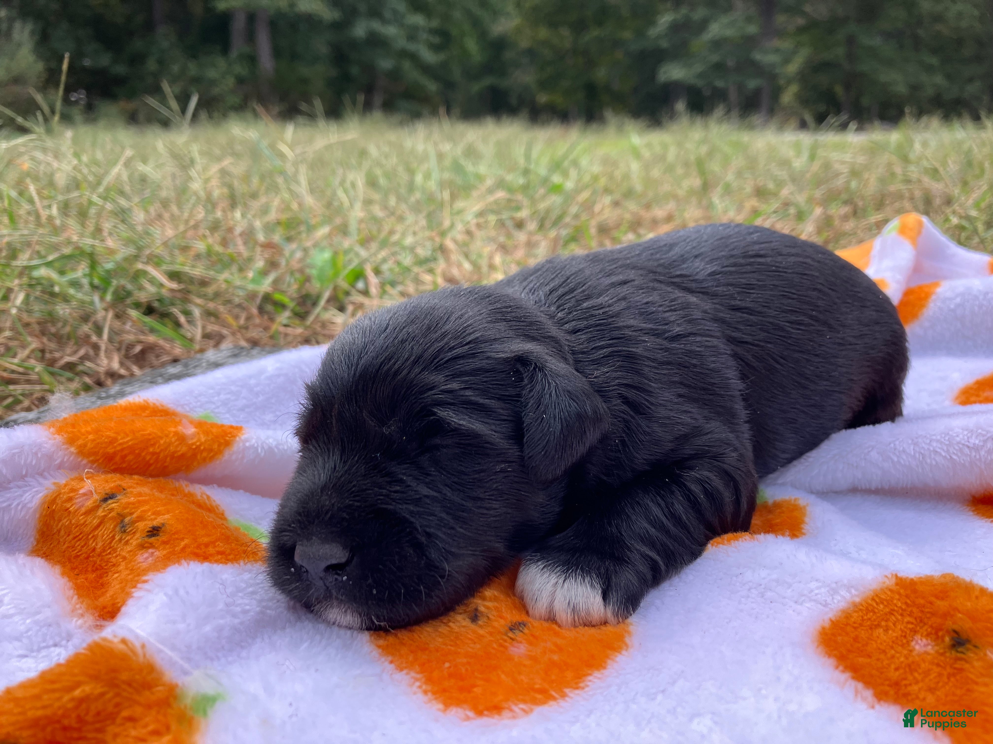 Miniature Schnauzer dogs Axel - Ad 28